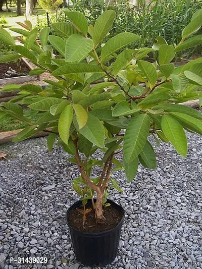 Natural Guava Plant-thumb0