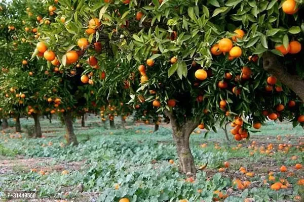 Natural Orange Plant