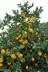 Natural Lemon Plant-thumb2