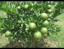 Natural Lemon Plant-thumb2