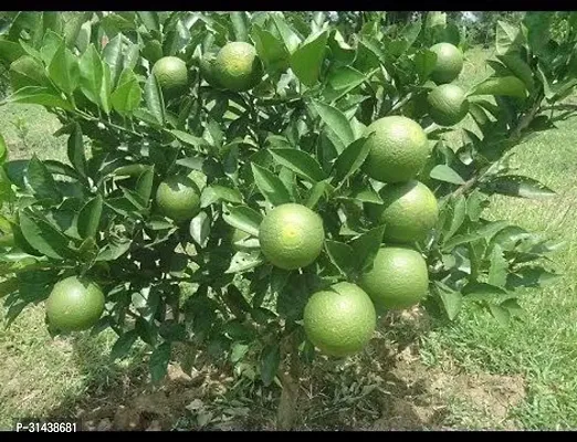 Natural Lemon Plant-thumb3