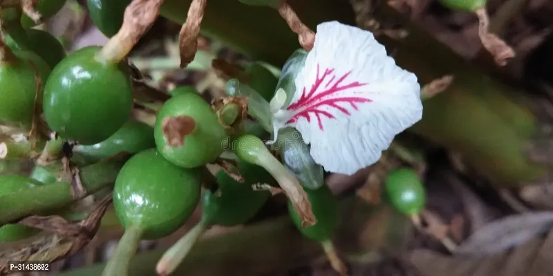 Natural Elaichi/Cardamom Plant