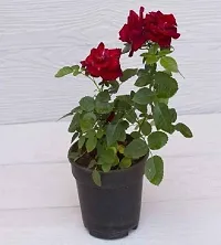 Natural Rose Plant-thumb1