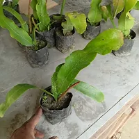 Brahma Kamal Plant-thumb3