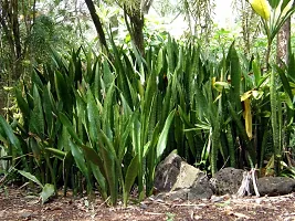 Snake Plant-thumb1