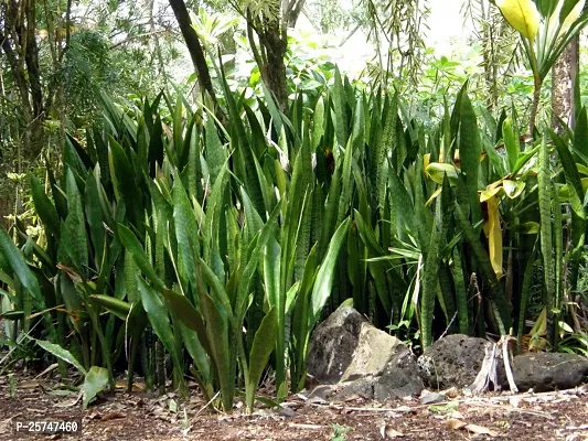 Snake Plant-thumb2