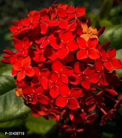 Natural Ixora Mini Pink Flowering Plant-thumb0