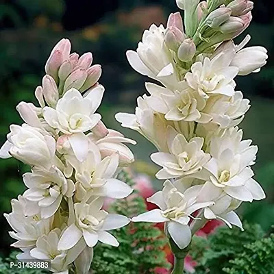 Natural Raj Mohiniplant::Tuberose/Rajnigandha Plant-thumb0