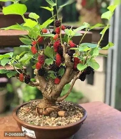 Natural Shahtoot - Mulberry Plant