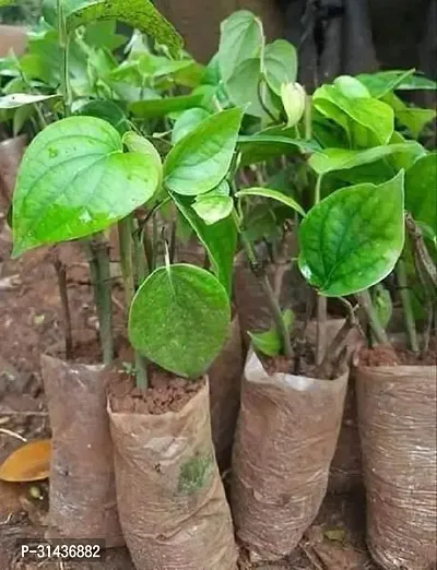 Natural Betel Leaf Plant-thumb3