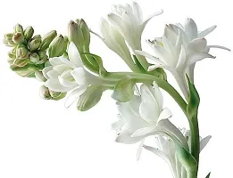 Natural Tuberose/Rajnigandha Plant-thumb1