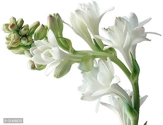 Natural Tuberose/Rajnigandha Plant-thumb2