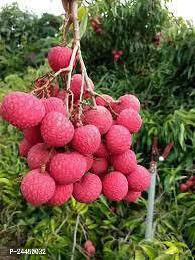 Natural Litchi Plant