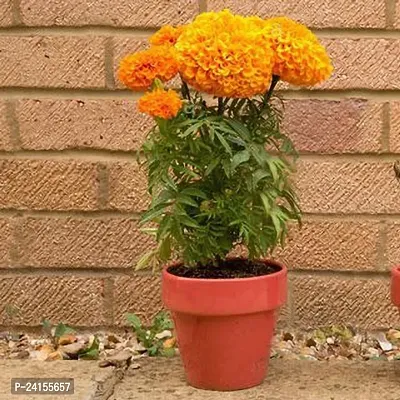 Marigold Plant