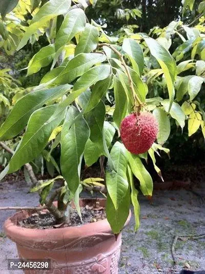 Natural Litchi Plant-thumb0