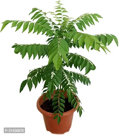 Natural Curry Leaf Plant