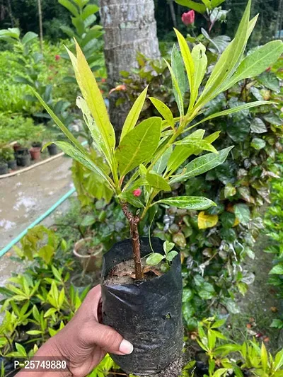 Rudraksha Plant-thumb3