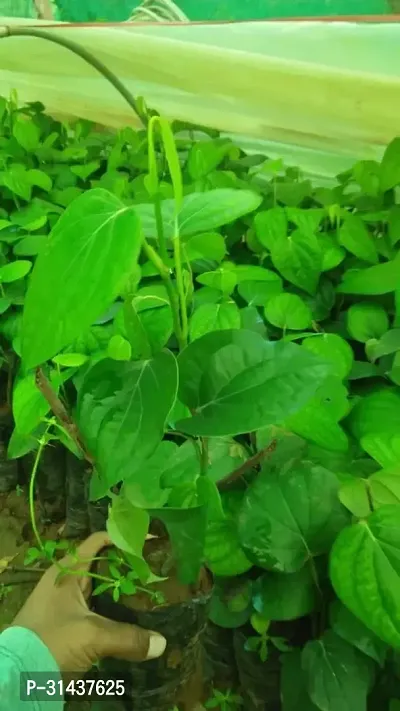 Natural Black Pepper Plant