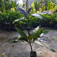 Natural Mango Plant-thumb1