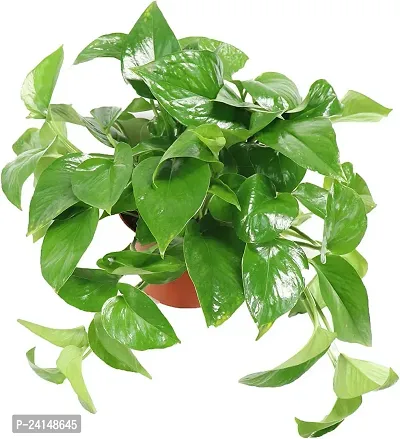 Money Plant