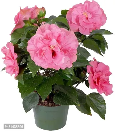 Natural Hibiscus Plant With Pot