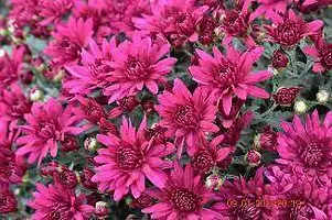 Chrysanthemums/ Guldavari Plant-thumb1