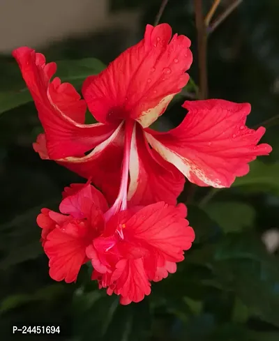 Natural Hibiscus Plant