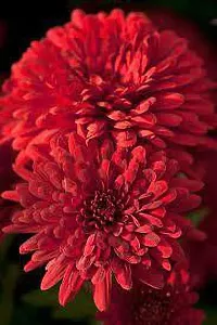 Chrysanthemums/ Guldavari Plant-thumb1