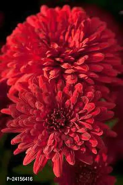 Chrysanthemums/ Guldavari Plant-thumb2