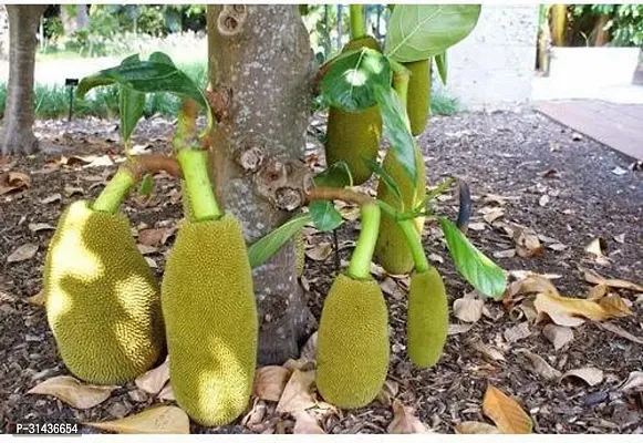 Natural Jack Fruit Plant-thumb0