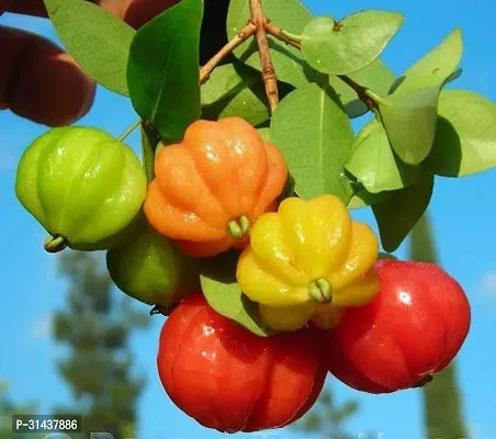 Natural Cherry Fruit Plant-thumb0