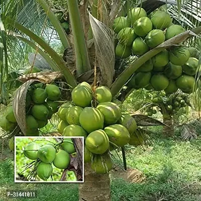 Natural Coconut Plant