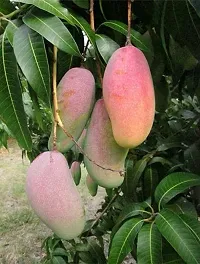 Natural Mango Plant-thumb1