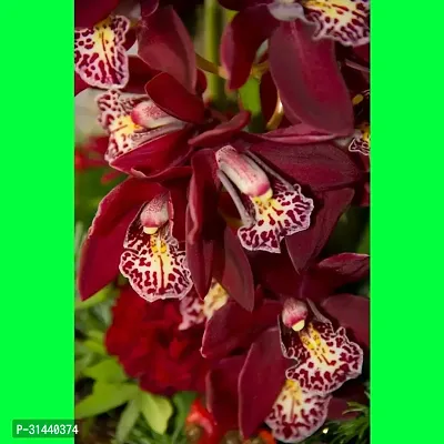 Natural Orchid Plant-thumb0