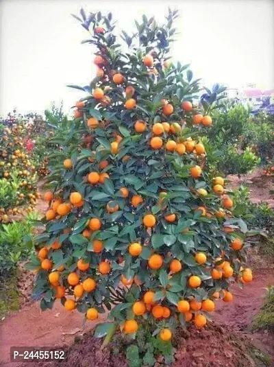 Natural Orange Plant-thumb0
