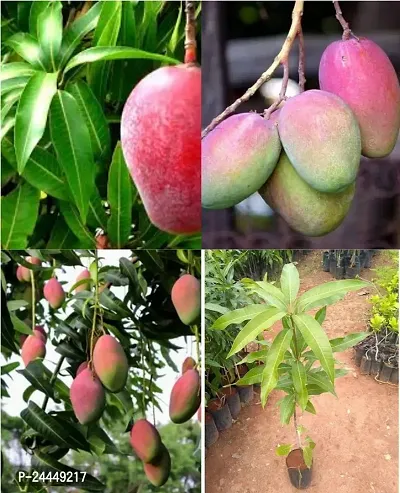 Natural Mango Plant-thumb0