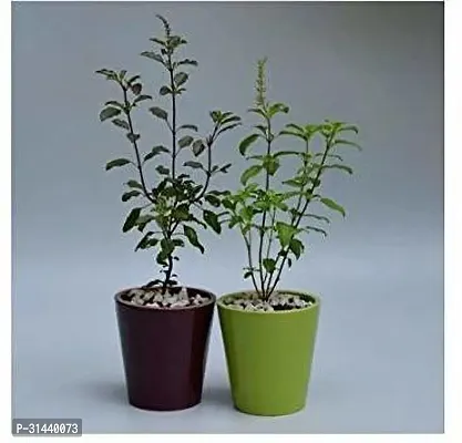 Natural Tulsi Plant-thumb0