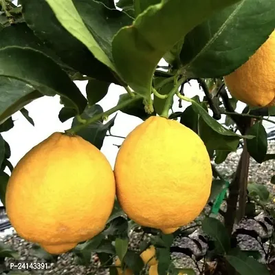 Lemon Plant