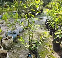 Aloo Bukhara/Plum Plant-thumb3