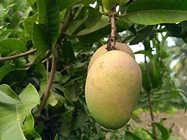 Natural Mango Plant-thumb1