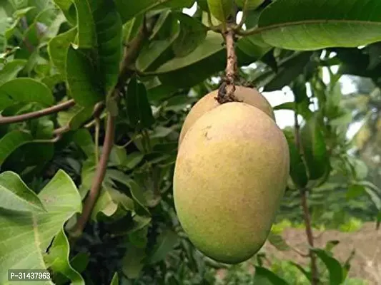 Natural Mango Plant-thumb2