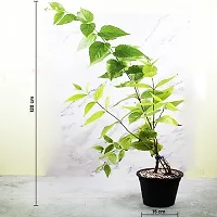 Natural Parijat/Harsingar Plant-thumb3