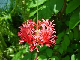 Natural Hibiscus Plant-thumb2