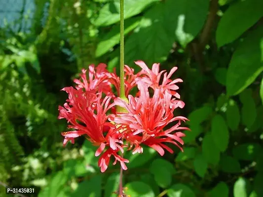 Natural Hibiscus Plant-thumb3