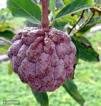 Natural Custard Apple Plant-thumb2