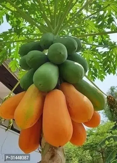 Natural Papaya Plant