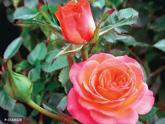 Natural Rose Plant-thumb0