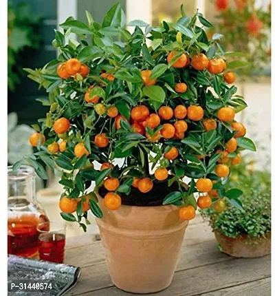 Natural Orange Plant-thumb0