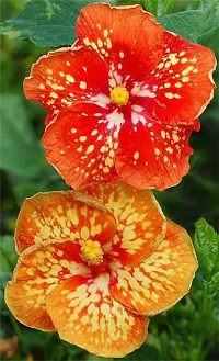 Natural Hibiscus Plant-thumb1