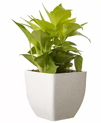 Natural Money Plant-thumb2